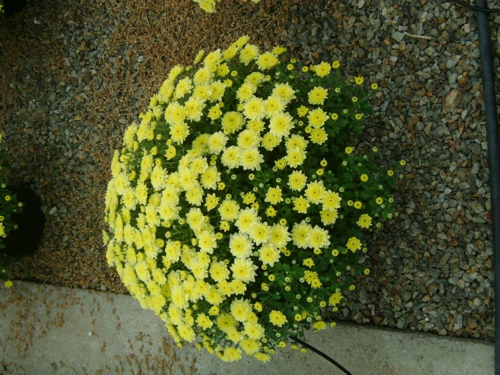 Crisantemos