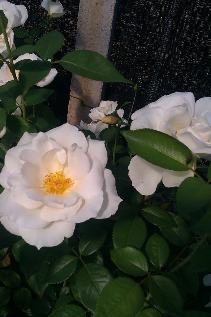 Rosales