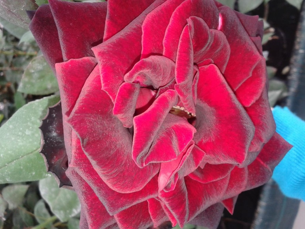 Rosales