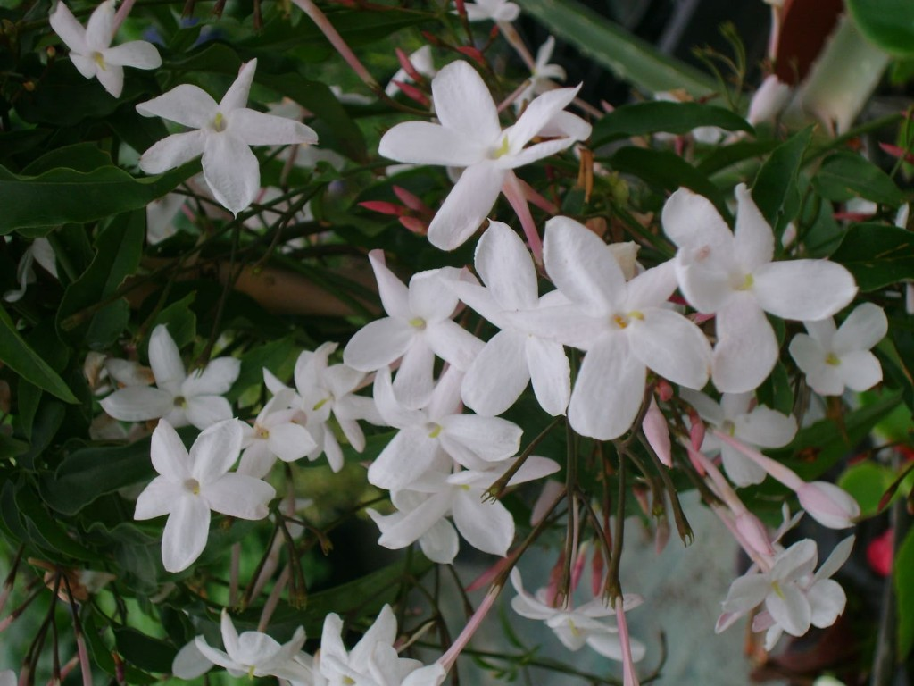 Flores variadas