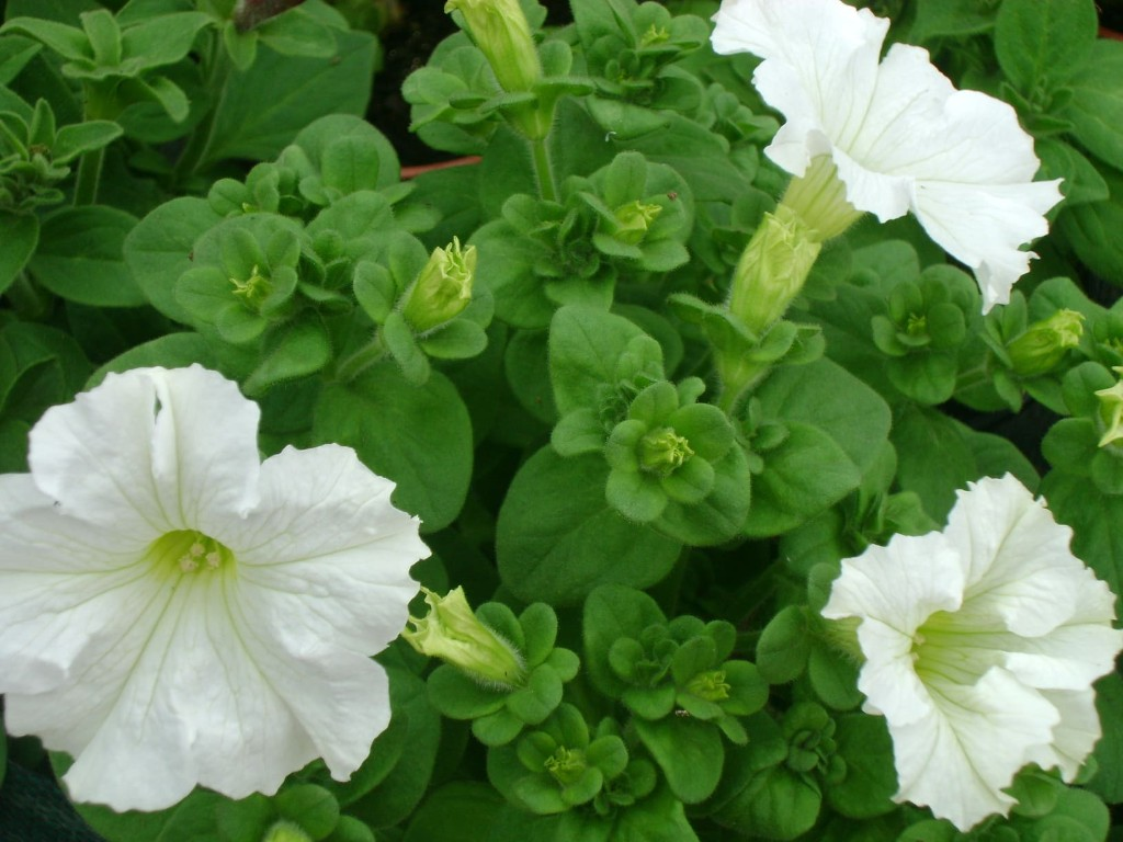Flores variadas
