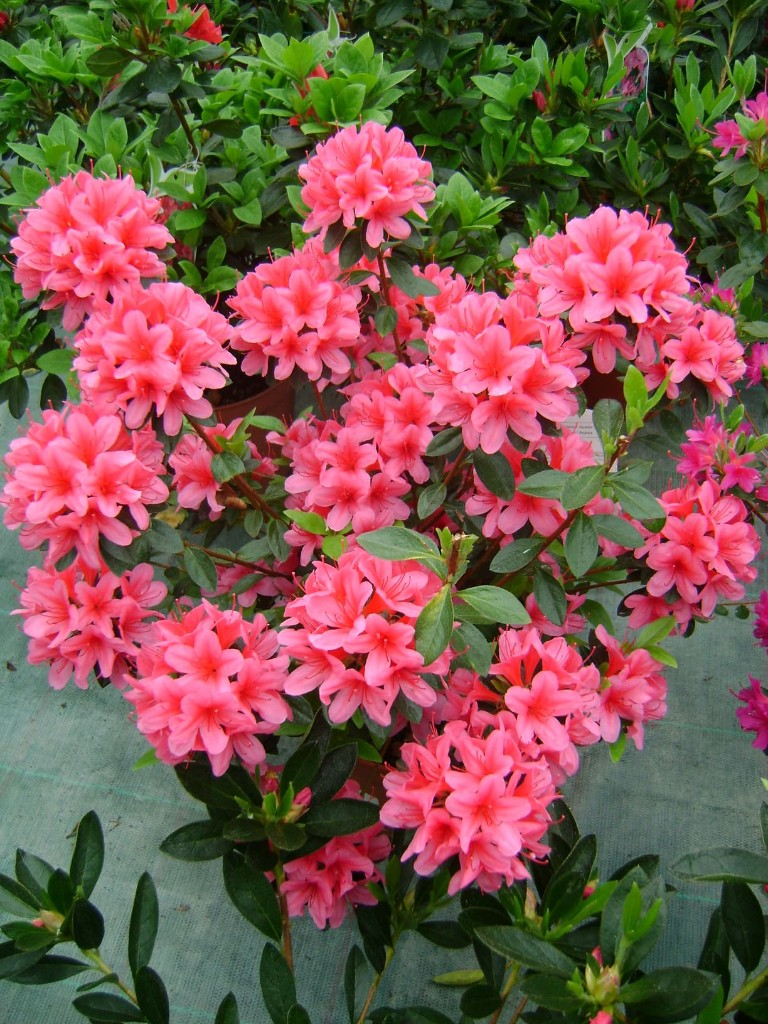 Flores variadas