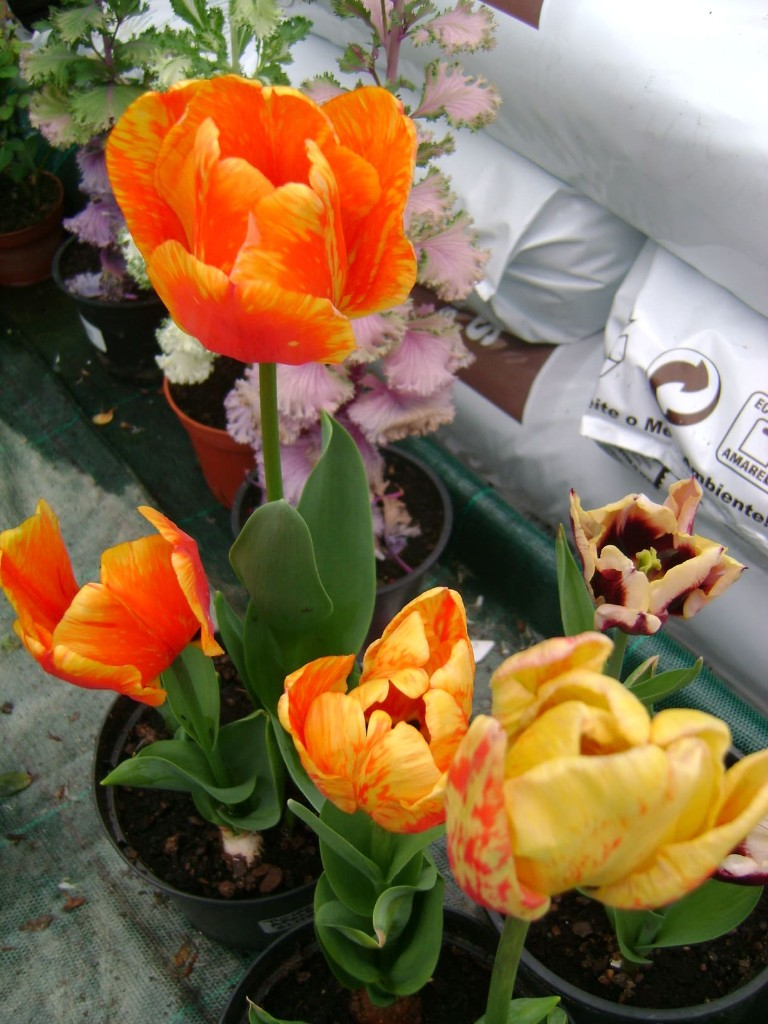 Flores variadas