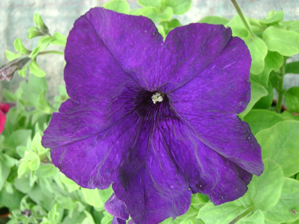 Flores variadas