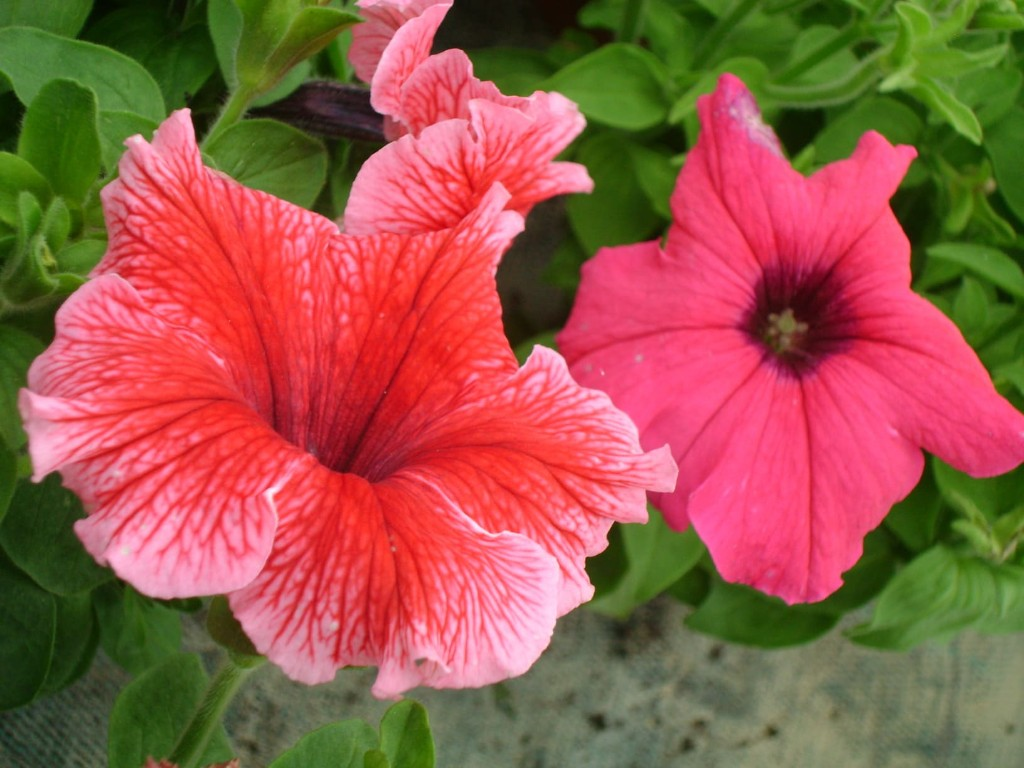 Flores variadas