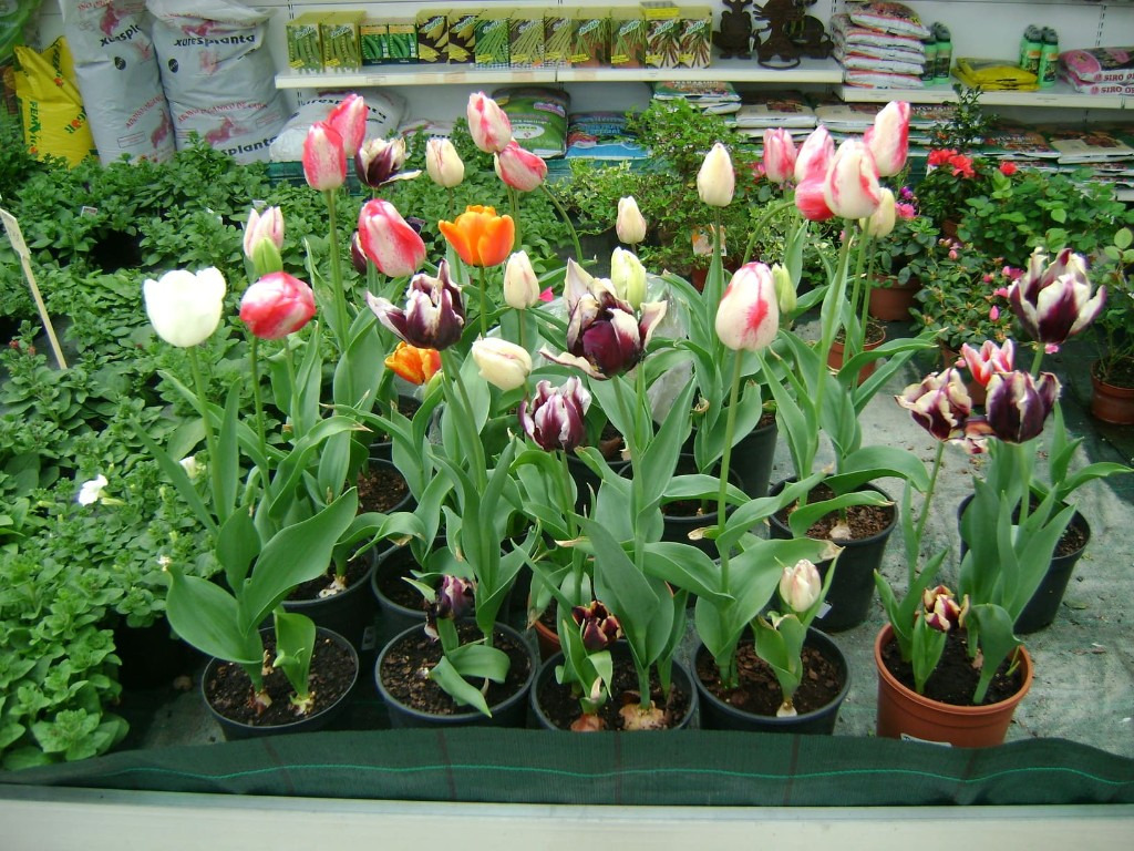 Flores variadas