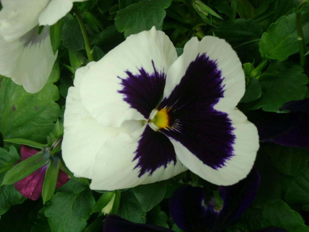Flores variadas
