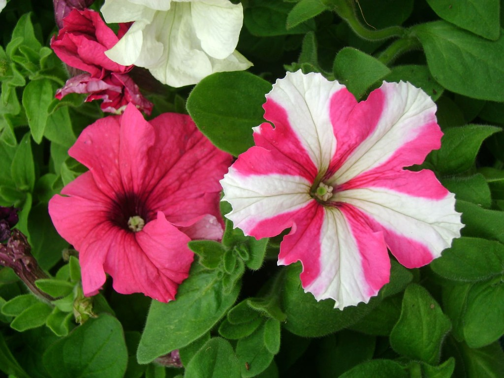 Flores variadas