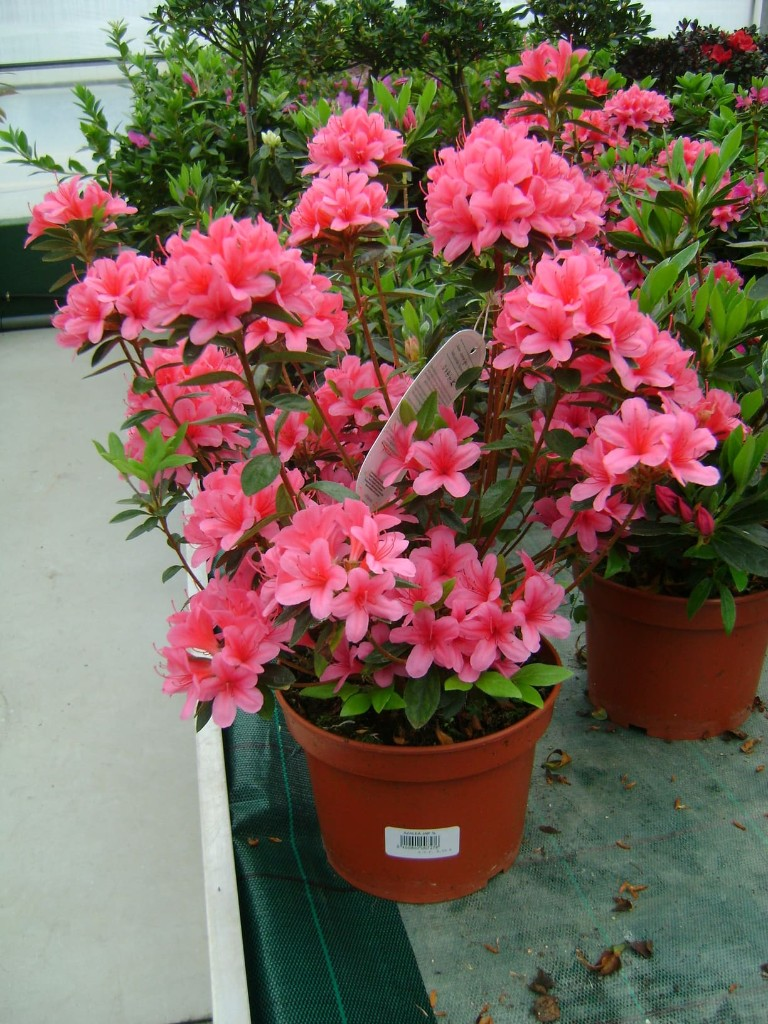 Flores variadas