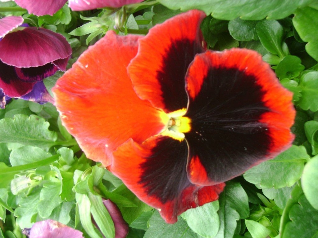 Flores variadas