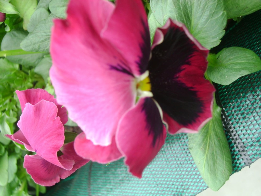 Flores variadas
