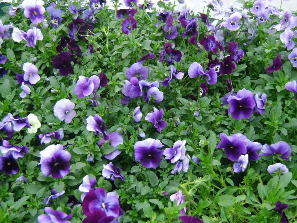 Flores variadas