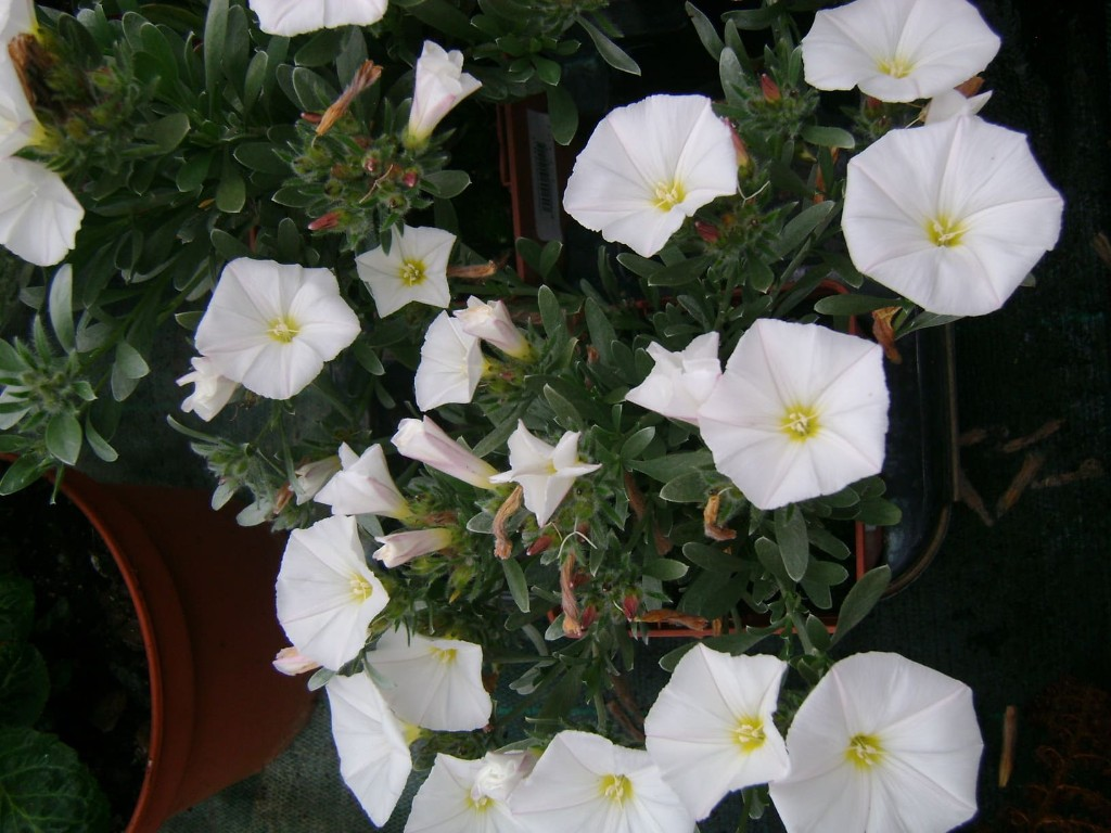 Flores variadas
