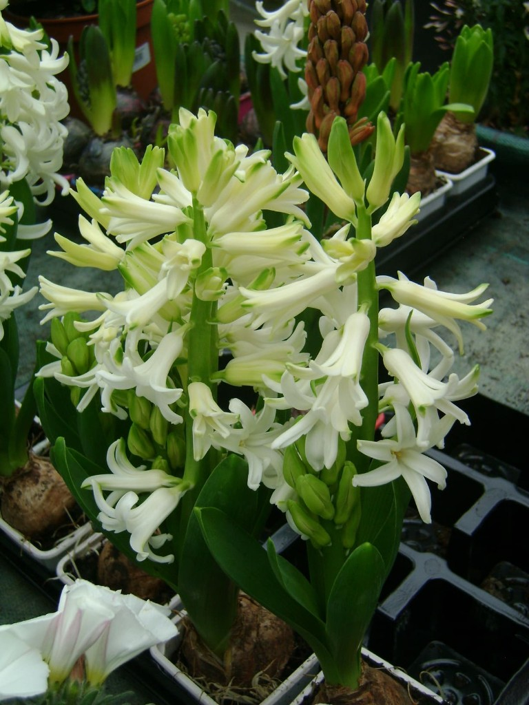 Flores variadas