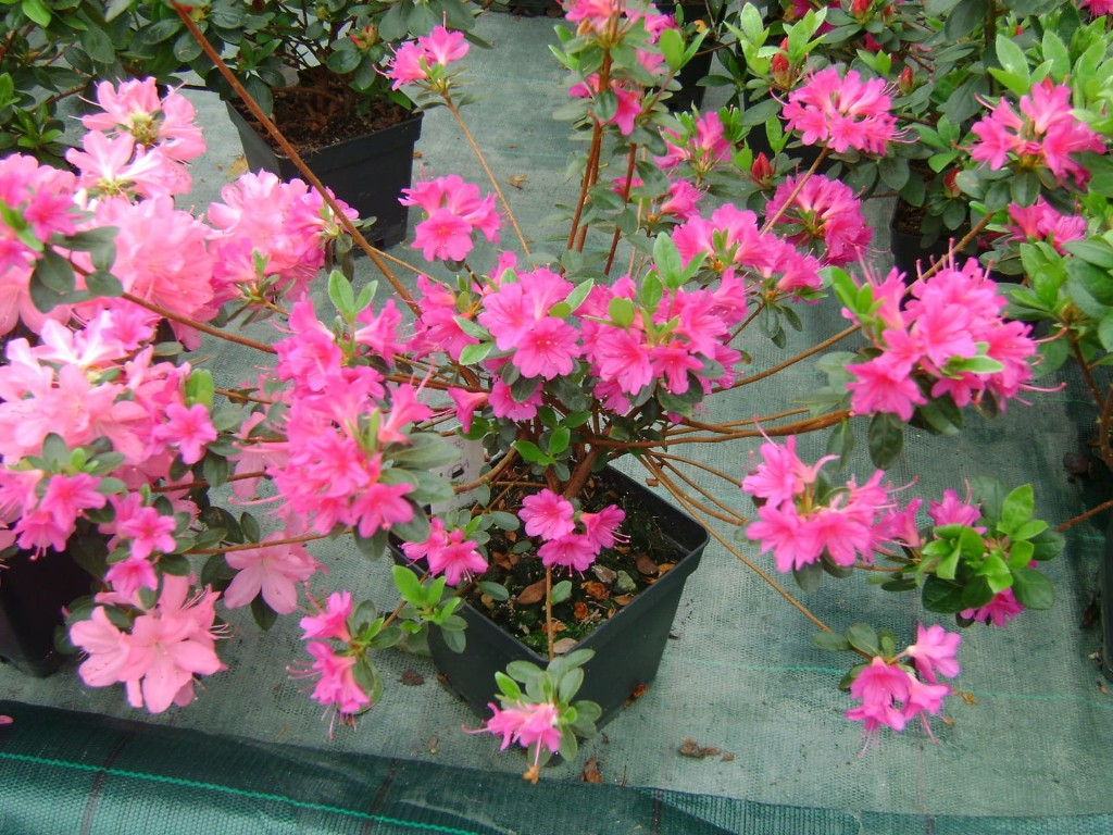 Flores variadas