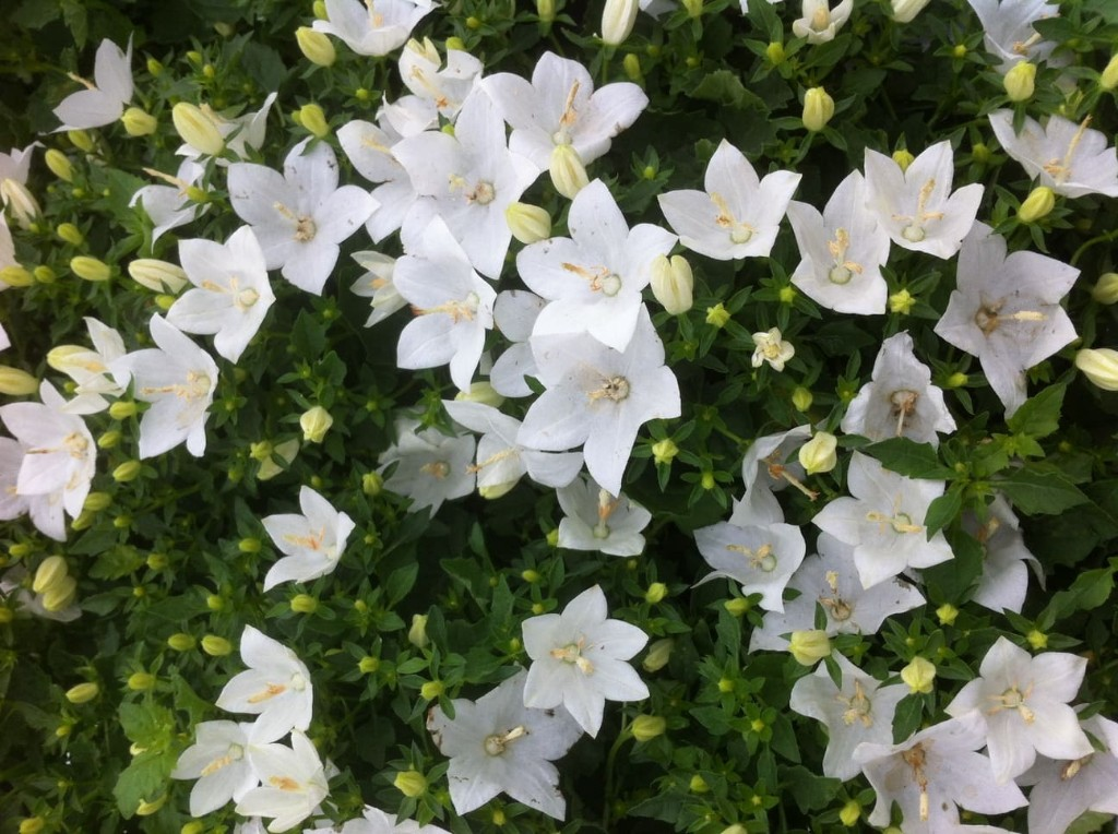 Flores variadas