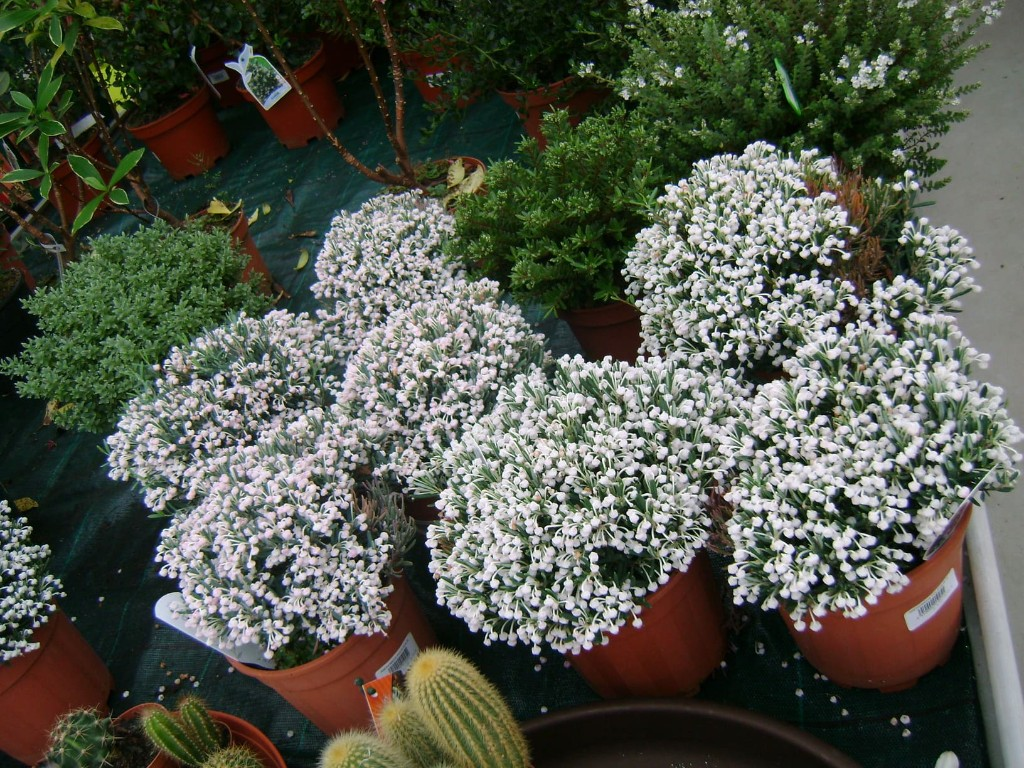 Flores variadas