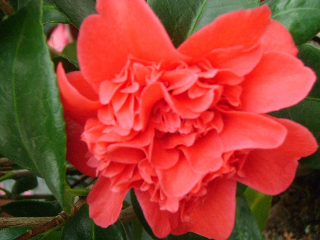 Flores variadas