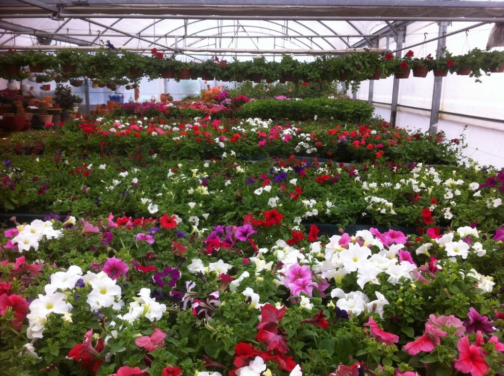 Flores variadas