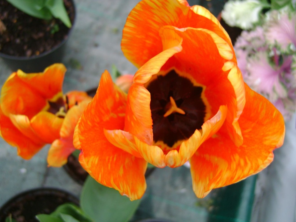 Flores variadas