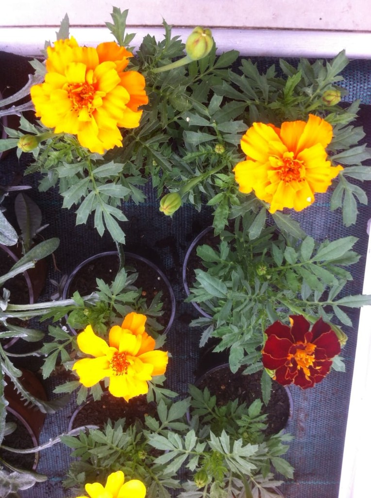 Flores variadas