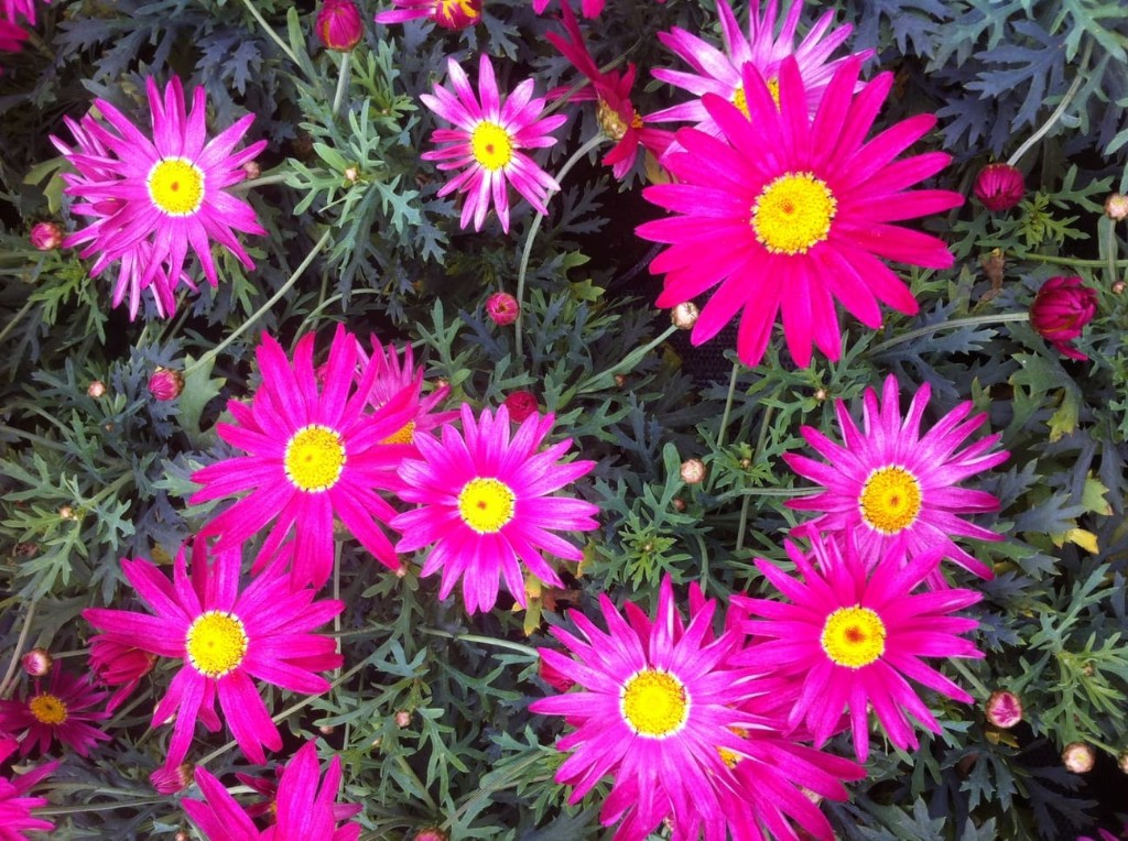 Flores variadas