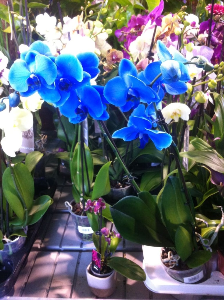 Flores variadas