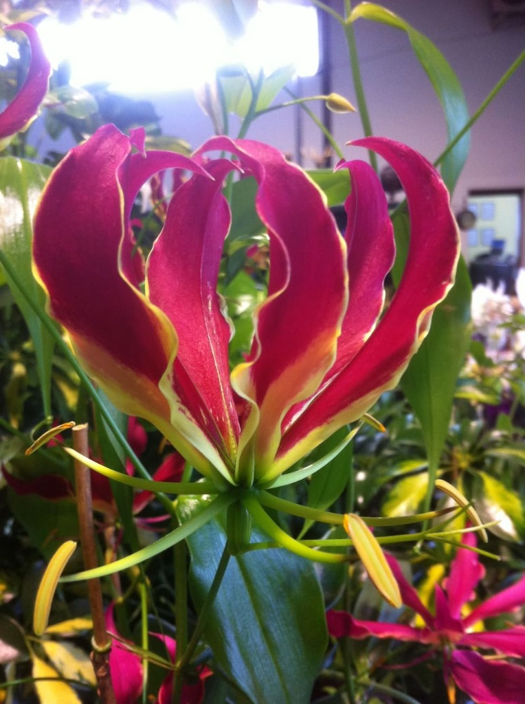 Flores variadas