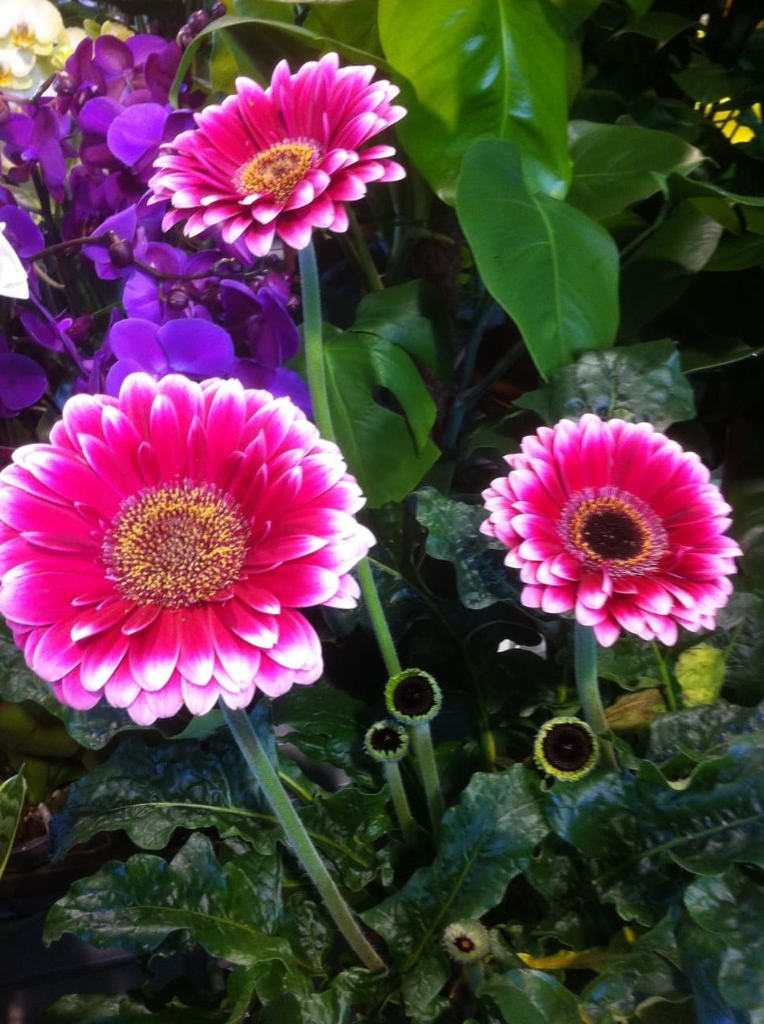 Flores variadas
