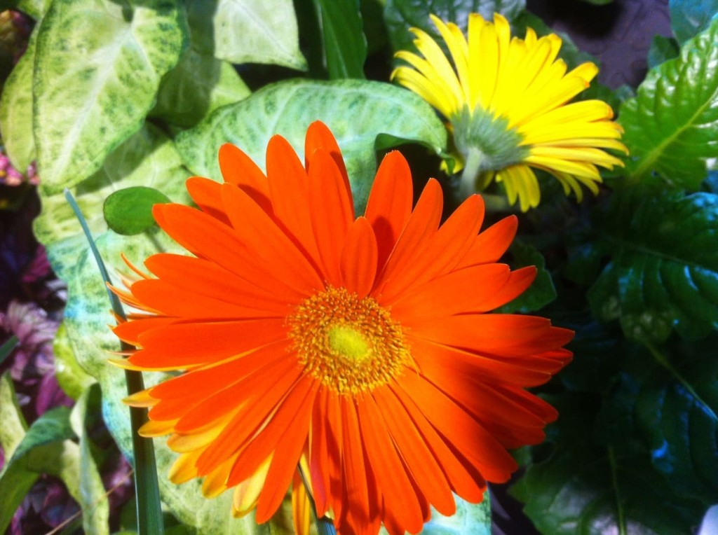 Flores variadas