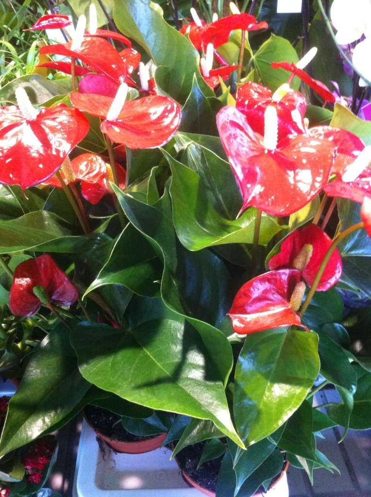 Flores variadas