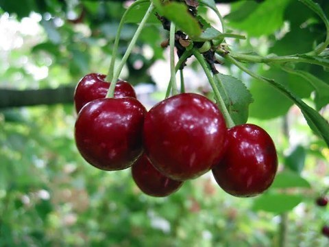 Cereixa Burlat
