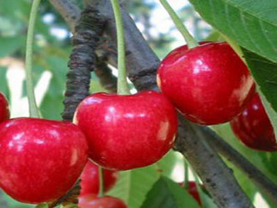 Cereixa Garrafal de Toro
