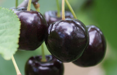 Cereixa Negra