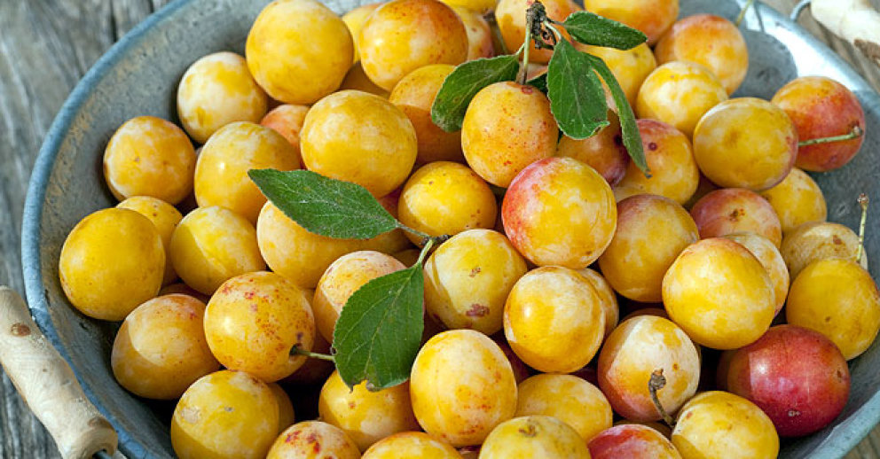 Ciruelo Mirabel