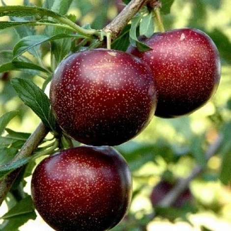 Ciruelo Santa Rosa