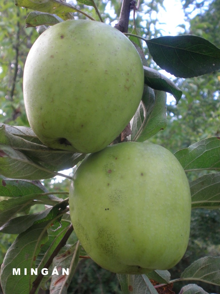 Maza Mingán