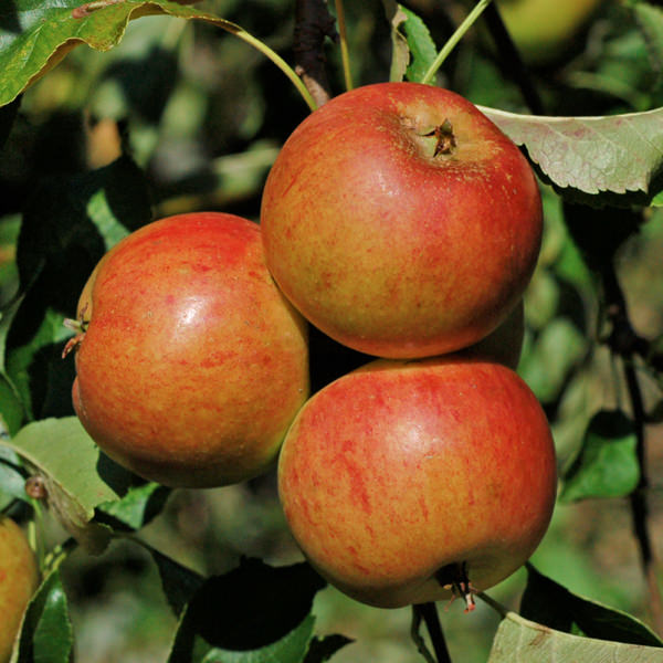 Maza Naranja de Cox