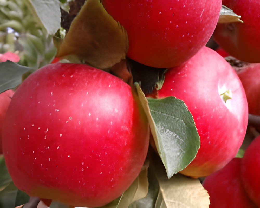 Maza Reineta encarnada