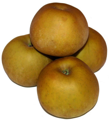 Maza Reineta Gris