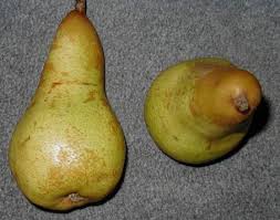 Pera Abate Fetel