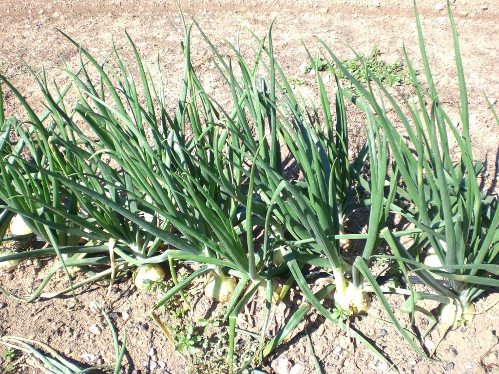 Cebolas na horta