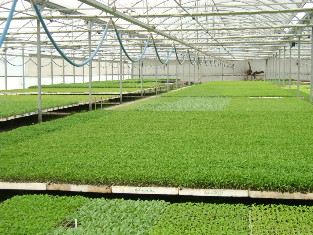 Plantulas no invernadoiro Ecoagro