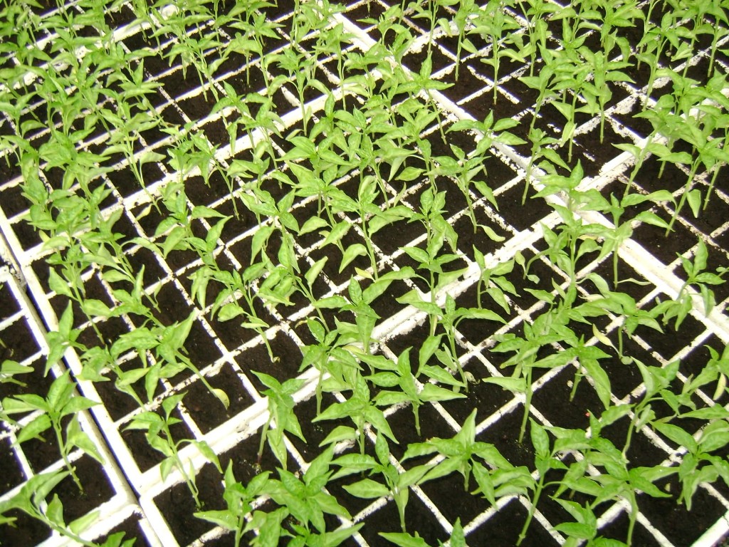 Plantulas en bandexa