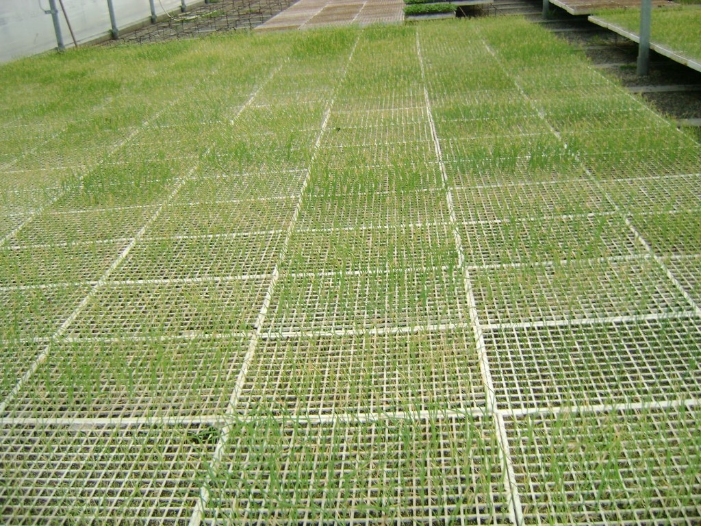 Bandexas de plantulas