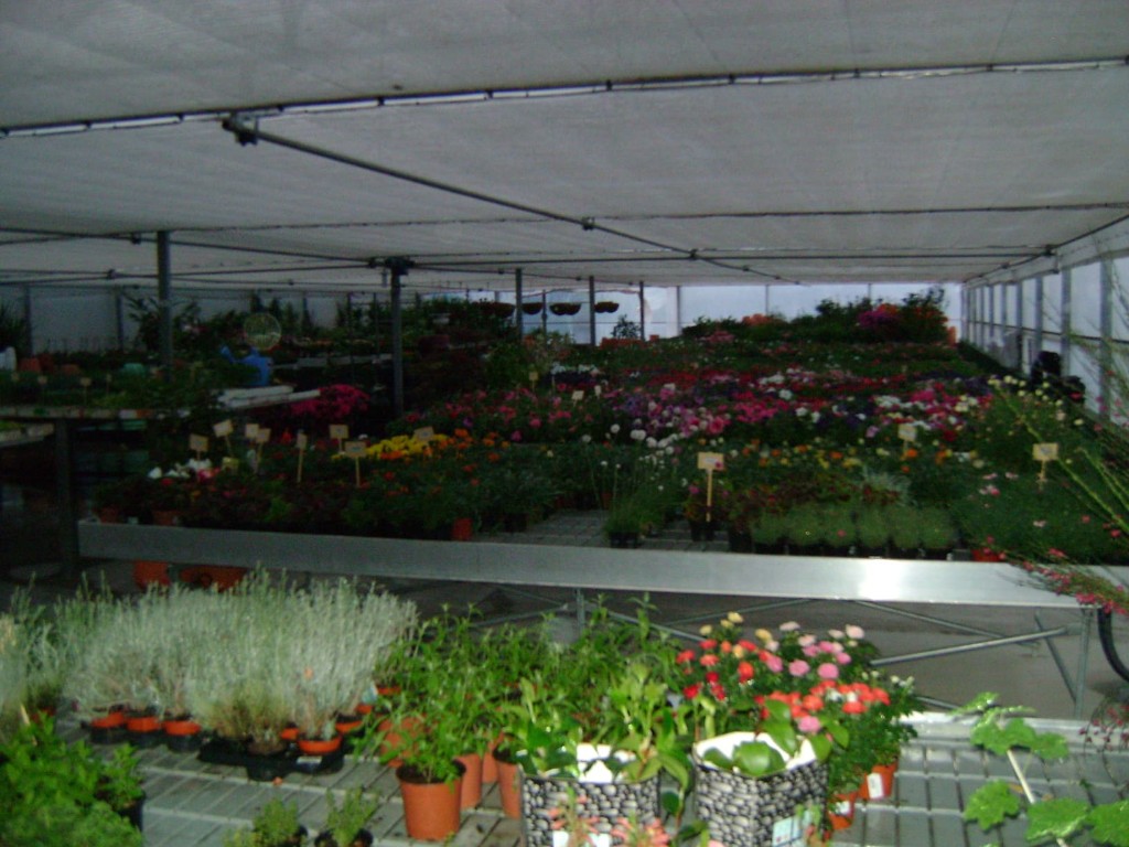 Plantas no invernadoiro