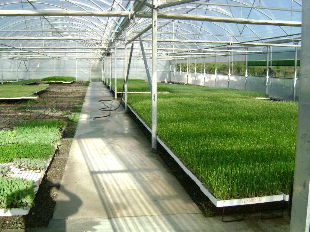 Pasillo do invernadoiro Ecoagro