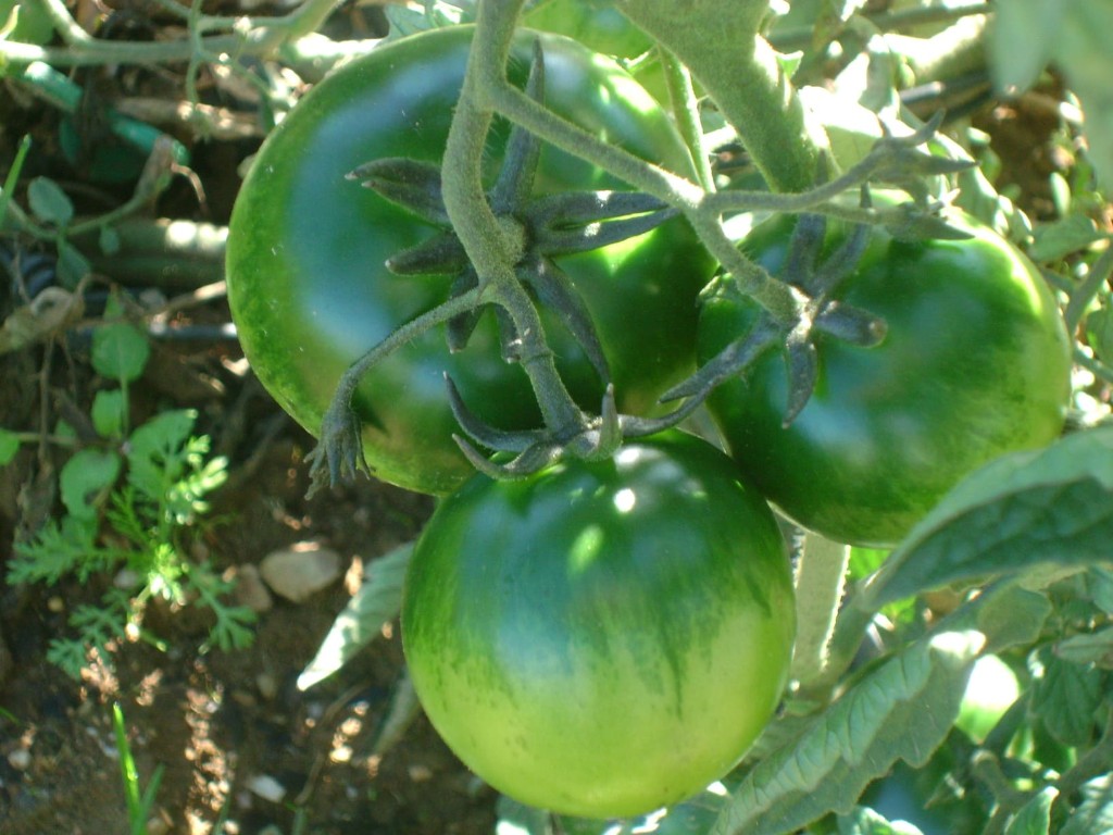 Tomates verdes na planta