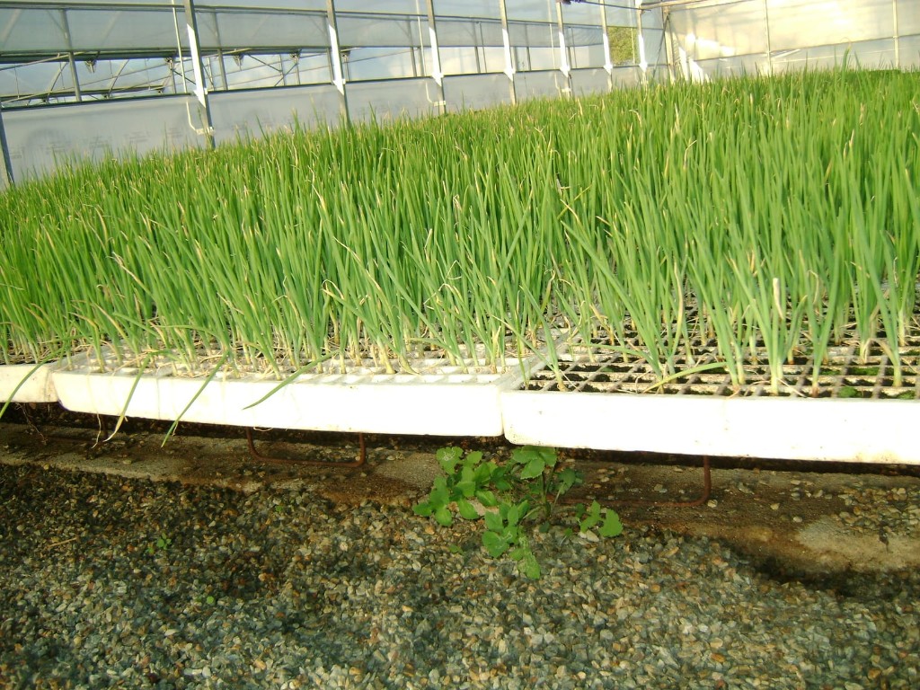 Plantulas de allo