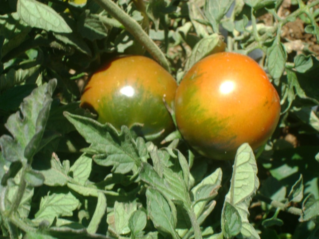 Tomates madurando